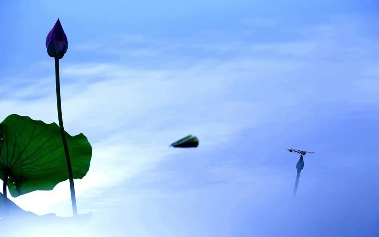 初夏的荷花唯美高清桌面壁纸