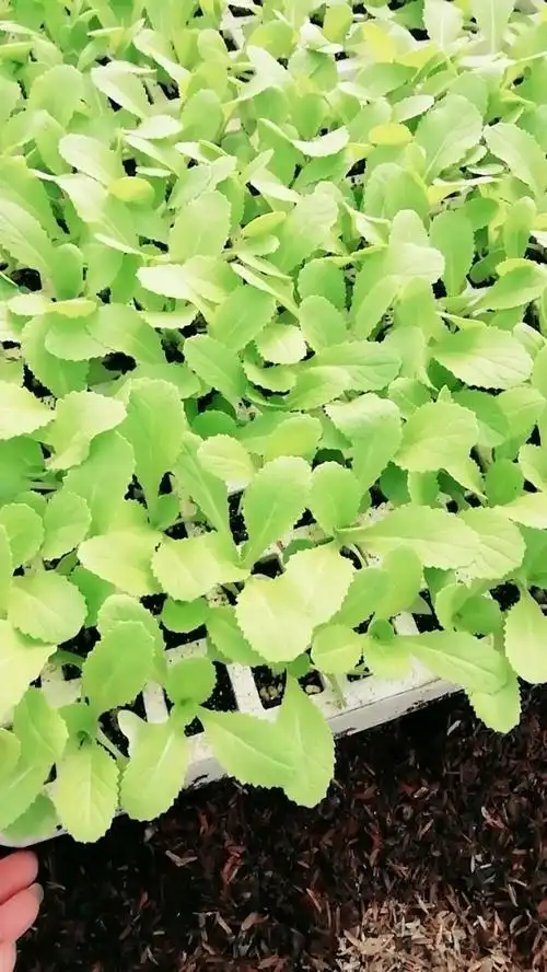 白菜苗,可以栽种咯