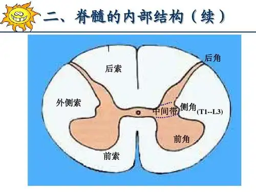 系统解剖学脊髓ppt