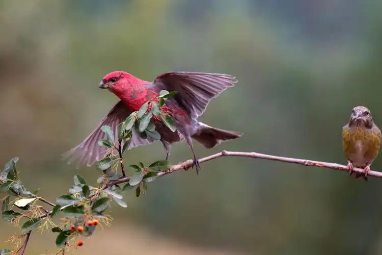 灵雀情未了 一一写给潍坊野生鸟放养基地