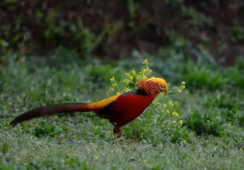 洋县拍鸟记(二)五彩金鸡