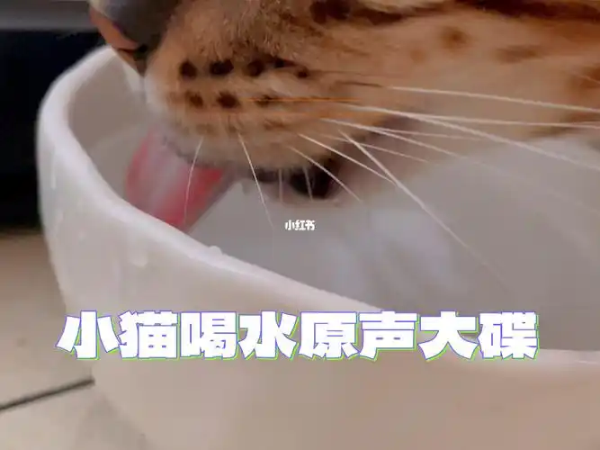 声控福利小猫喝水perperper
