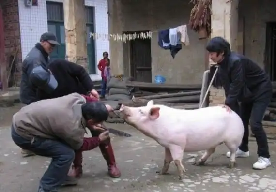 各国杀猪方式