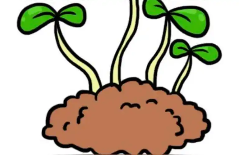 豆芽的生长过程