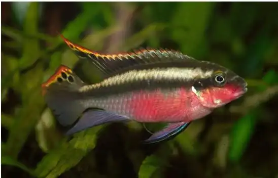 红肚属于什么鲷啊?