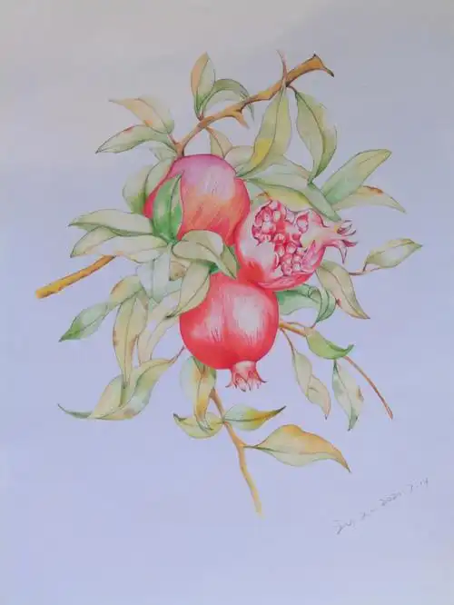 彩铅练习一石榴花果