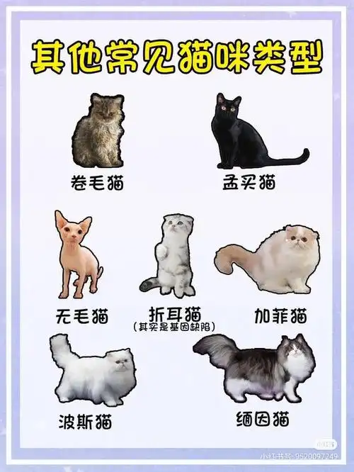 猫咪品种大全|教你认清猫咪的种类