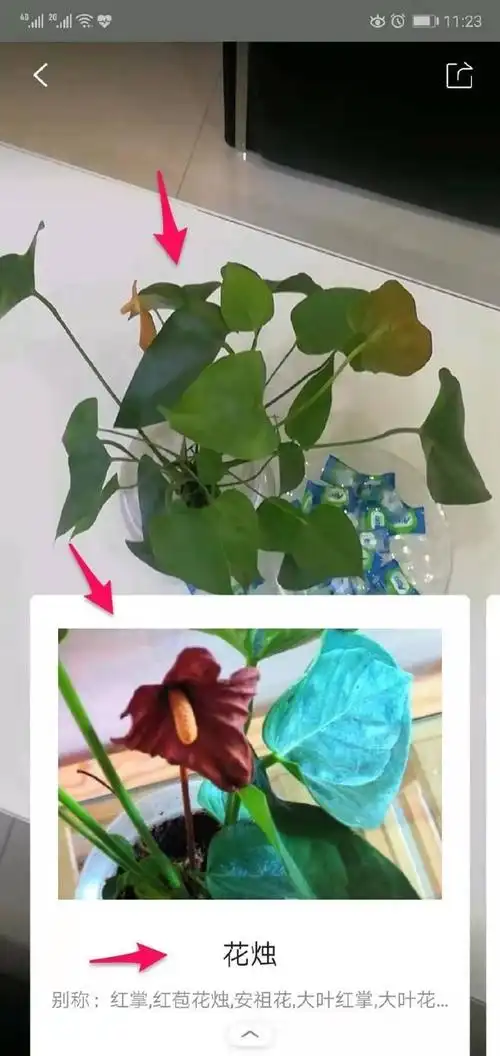 5,对准一些花草进行扫一扫,同样也可以识别出是什么的花草名称.