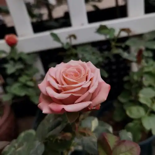 月季 #欧月 #养花日记 #我的养花日常#我的月季花#卡布奇诺