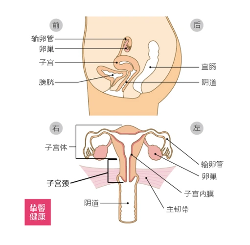 子宫所在位置以及解剖图