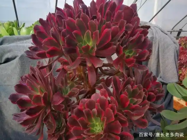 这三种法师系多肉都带锦,颜值也不相上下,而且养护方式也差不多