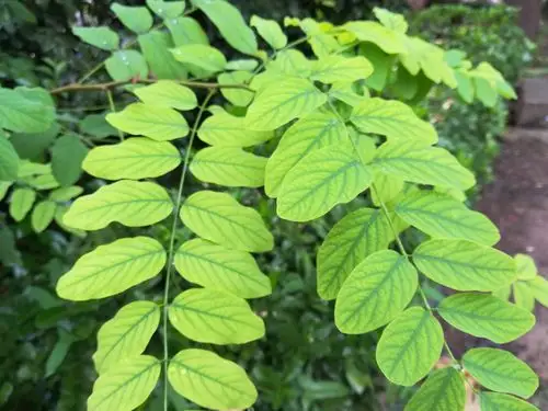 秋雨正当时 漫步校园中 - 美篇