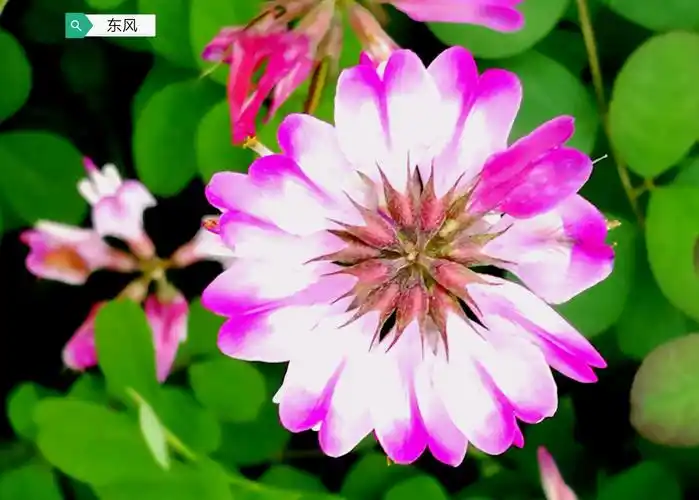 美丽漂亮的草籽花摄影东风21d