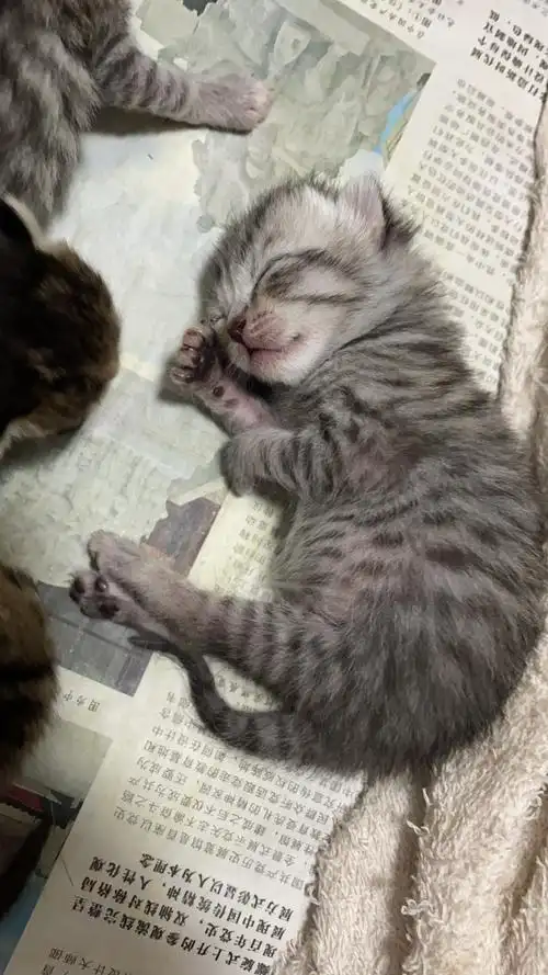 英短纯蓝猫串三花田园