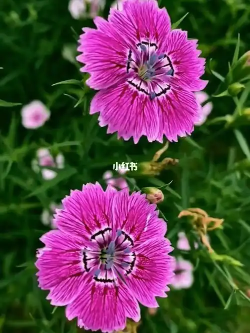 石竹花花语是纯洁的爱天真无邪的寓意