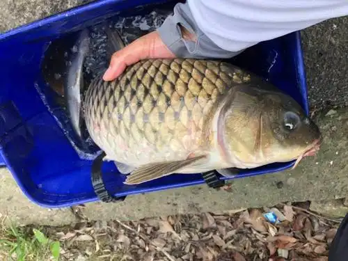 大鲤鱼狡猾至极钓灵不如钓笨黑漂后再起竿中鱼率才高