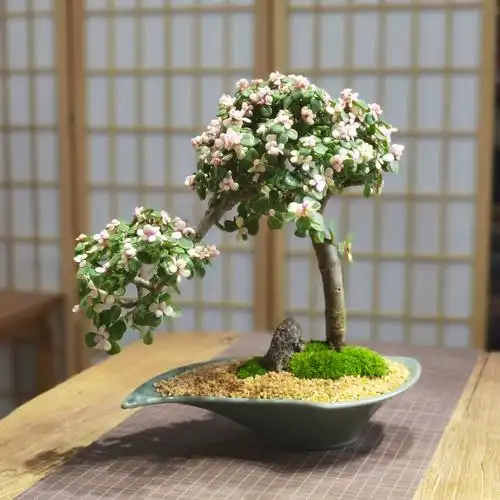 造型老桩悬崖金枝玉叶盆栽多肉植物稀有品种大株肉肉花卉新款盆景