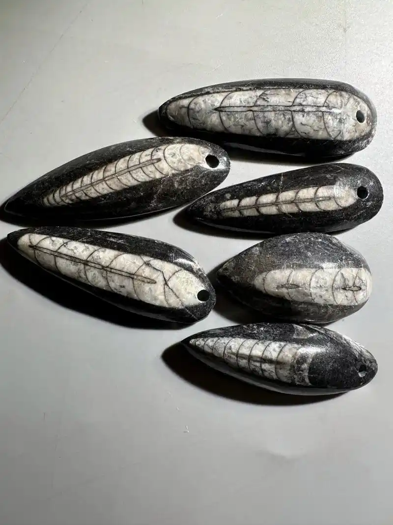 古生物化石——震旦角石 震旦角石又称"中华角石", 它的外型如同宝塔