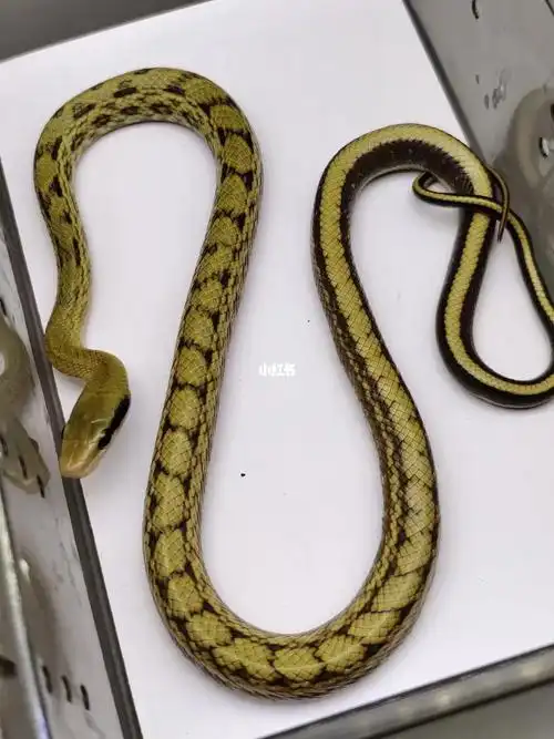 黑眉锦蛇大苗188小亚成288包邮现货秒发