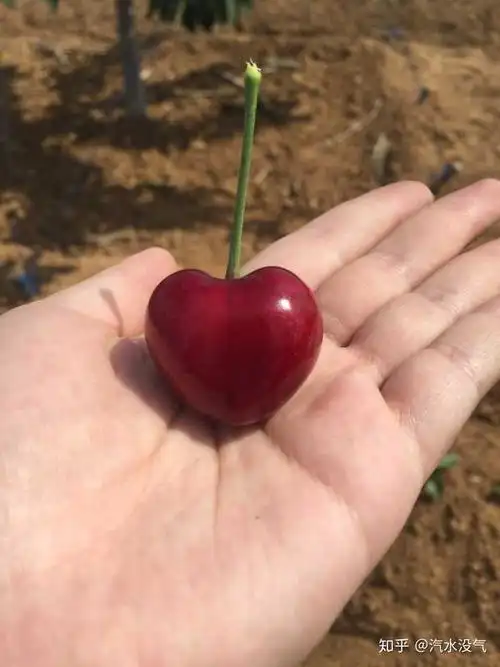 为什么樱桃尾部有毛?