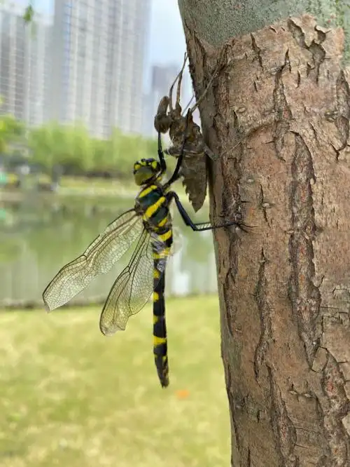 这是不是蜻蜓脱壳