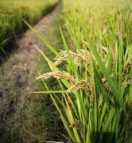 当秋风吹拂着你的双颊,稻田里,那一株株饱满的稻穗充满着成熟的喜悦