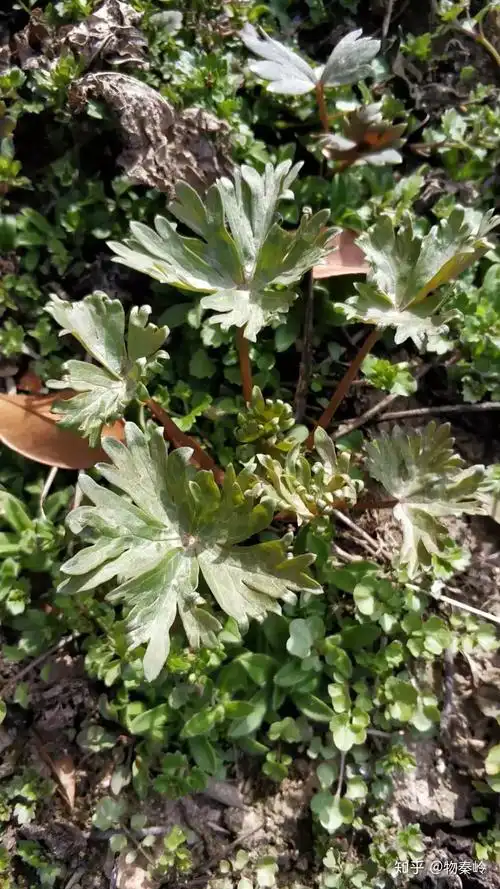 附子苗▲猪苓和猪苓的种植▲天麻▲野生大黄▲感受春水▲请看图判断