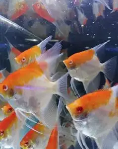 红眼红头玻璃神仙鱼燕鱼红眼白化燕鱼热带鱼鱼苗红眼红魔鬼金顶燕