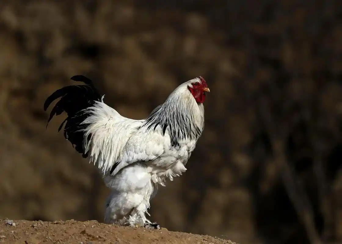 观赏鸡拍摄于北京房山区窦店镇.全世界最贵的鸡—婆罗门鸡,体 - 抖音
