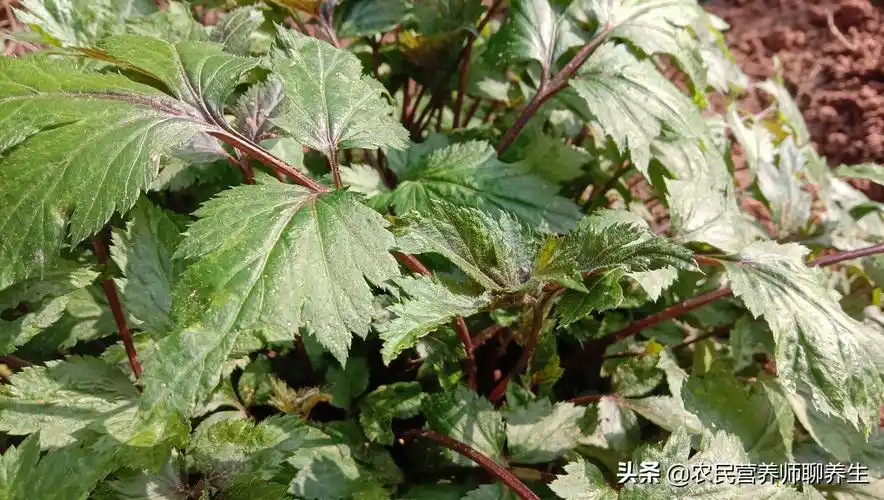 农村"红艾草"煮水用途不小,贴心护理真温暖,解决女人的烦恼