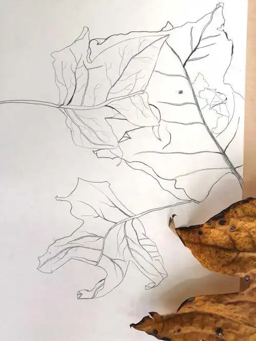 落叶有情秋风落叶简笔画秋天的景色秋天枯叶落叶飞雁黄昏昆虫插金黄色