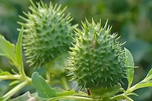 野麻子,是一种药物果实效用,常被作为麻醉使用,曼陀罗花全草图片