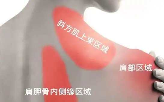 其通过与膈肌的中央部位,可以牵涉疼痛到右肩部,胸椎,肩胛骨上部区域