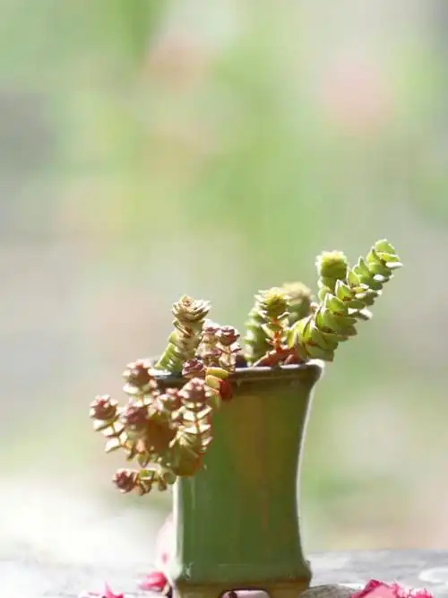 唯美治愈系多肉植物如何拍摄多肉植物拍摄技法