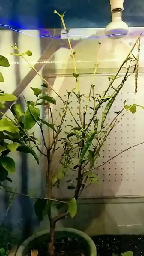 个个体大肥硕的绿椒竹节虫969696