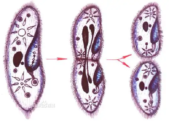 草履虫能完成那些生命活动?它是真核生物吗?