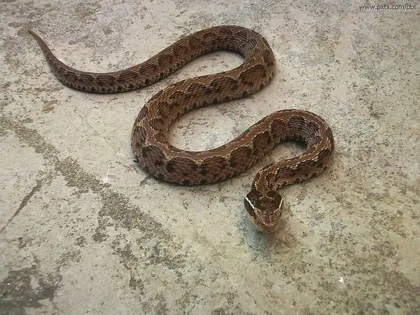 安徽广德话的一种蛇叫土狗子,请问是什么蛇,求图