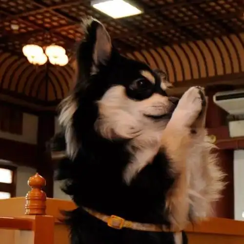 狗狗每天在佛堂前"虔诚"拜佛 可爱模样远近驰名