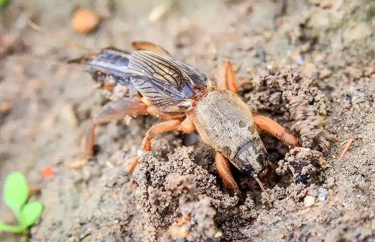 几十年前,路灯底下总能见到成群的蝲蝲蛄,为啥现在