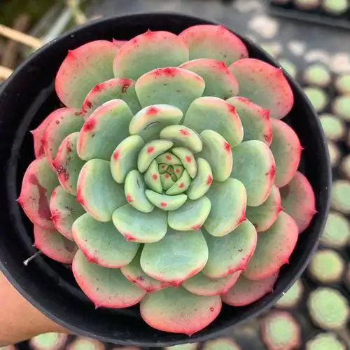 植物贵货血斑三文鱼多肉盆栽群生多头肉肉绿植多肉植物