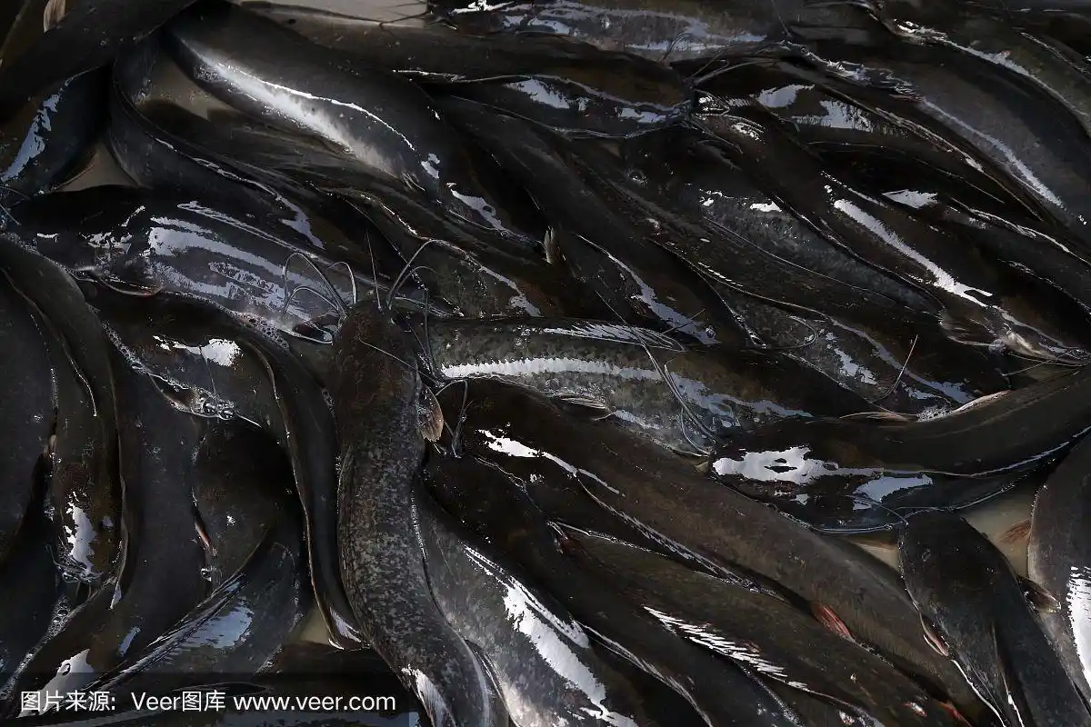 鲶鱼鱼,鲶鱼鱼黑,鲶鱼许多背景