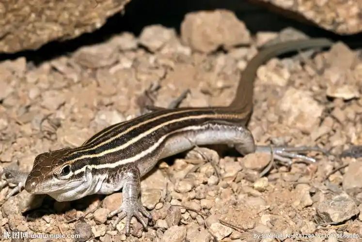 下面的蜥蜴叫什么,它的尾巴能吃吗,有什么好处吗?