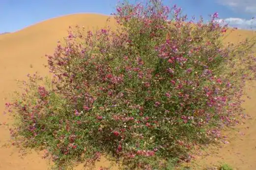 花棒树的寓意象征是什么