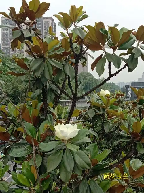 图片(五)荷花玉兰