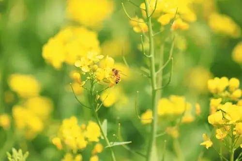 四月中旬盛开的油菜花