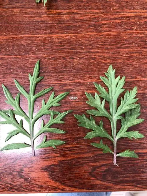 不知道哪种才是艾草
