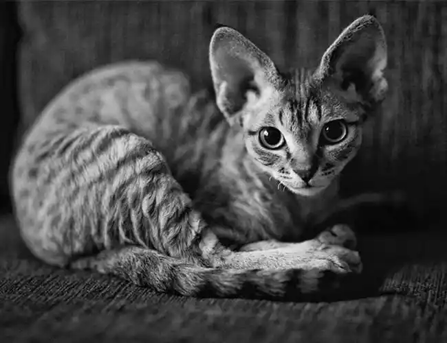 bobtail 日本短尾猫korat 科拉特猫norwegian forest cat 挪威森林猫