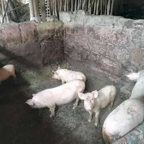 猪圈里养的几头猪   [page]