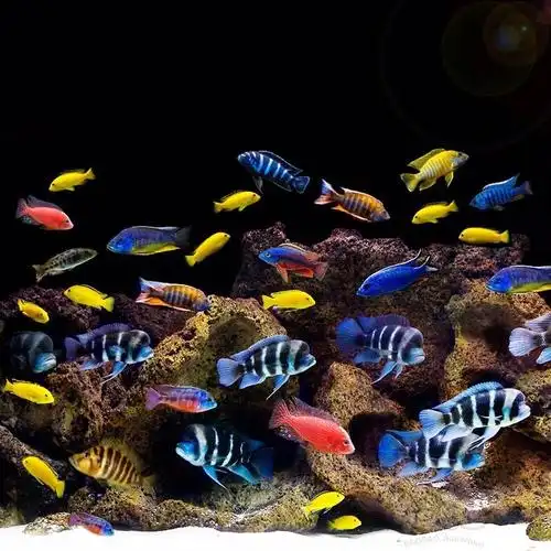 【三湖慈鲷】三湖开缸求助