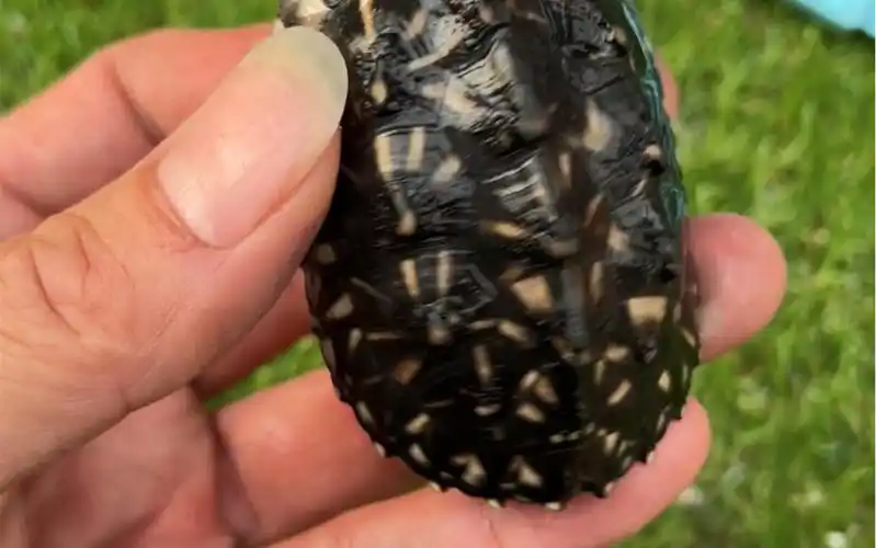 斑点龟黑池龟深水龟吃粪龟